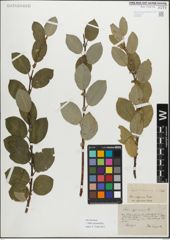 Foto von Salix myrsinifolia Salisb.